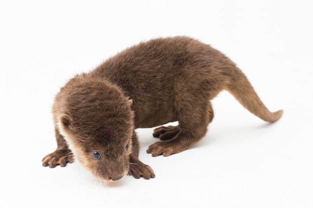 Asiatischer Kleinkrallenotter oder einfach Kleinkrallenotter isoliert auf weißem Hintergrund