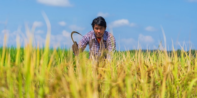 Asiatischer Landwirt, der auf dem Reisgebiet unter blauem Himmel arbeitet