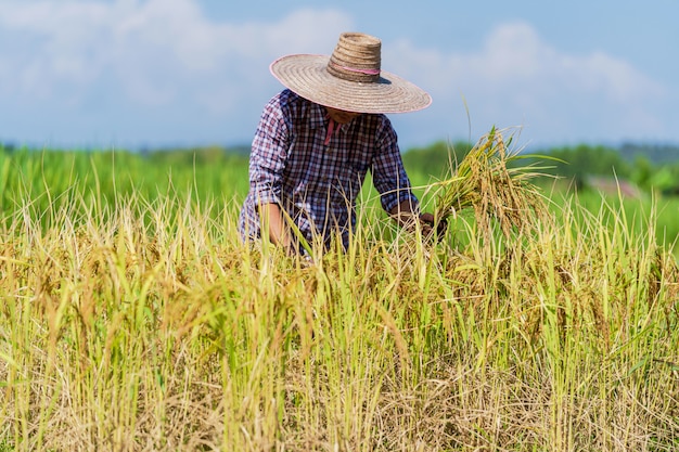 Asiatischer Landwirt, der auf dem Reisgebiet unter blauem Himmel arbeitet