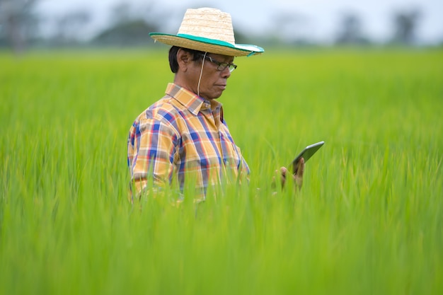 Asiatischer Landwirt, der digitales Tablet auf einem grünen Reisgebiet verwendet