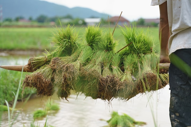 Asiatischer Landwirt, der Paddyreissämling anhebt