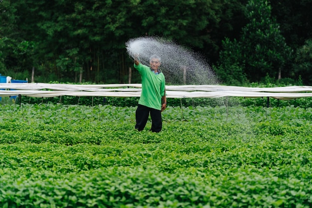 Asiatischer Landwirt, der Sprossengemüse mit Gummischlauch in Feldern wässert.