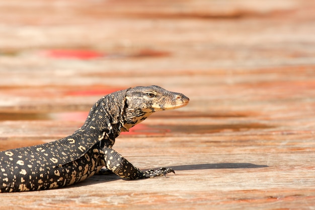 Asiatischer riesiger Wassermonitor Goanna Varan-Abschluss herauf Porträt