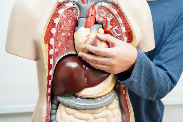 Asiatischer Schüler lernt mit einem menschlichen Körpermodell in der Anatomie-Biologie im Klassenzimmer an der Highschool