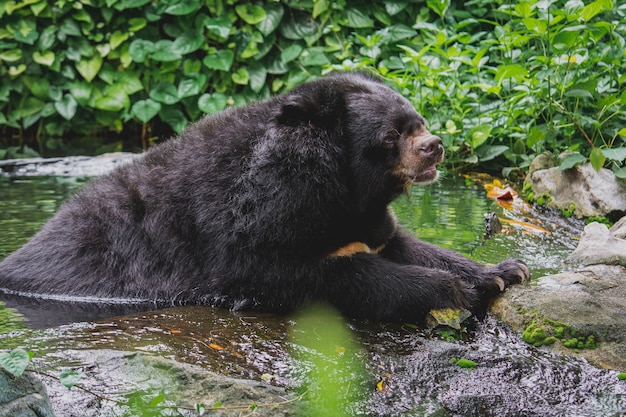 Asiatischer Schwarzbär Ursus Thibetanus, der sich im Wasser im Dusit Zoo entspannt