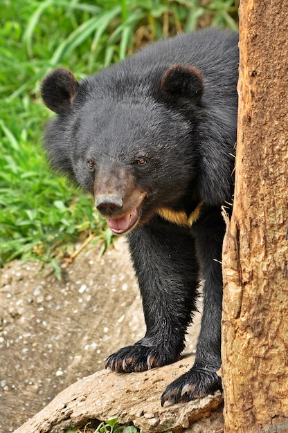 Foto asiatischer schwarzbär