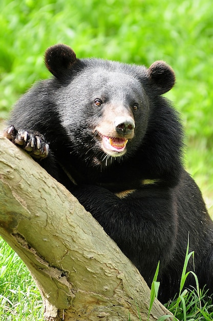 Foto asiatischer schwarzbär