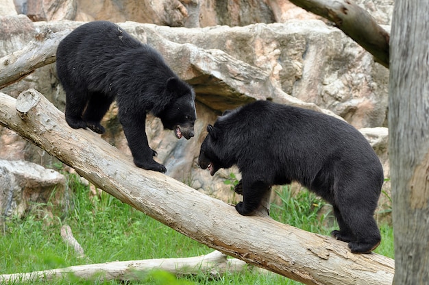 Foto asiatischer schwarzbär