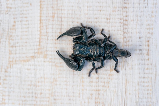 Asiatischer schwarzer Skorpion auf weißem Holzhintergrund auf der Insel Ubud Bali Indonesien Nahaufnahme