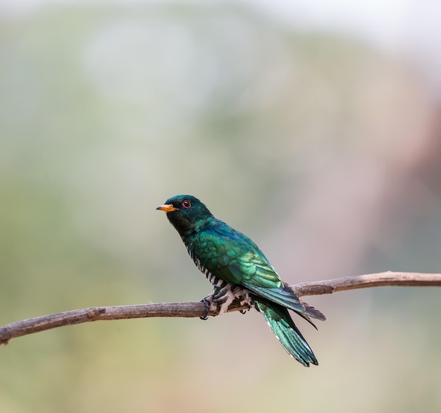 Asiatischer Smaragdkuckuck Chrysococcyx maculatus