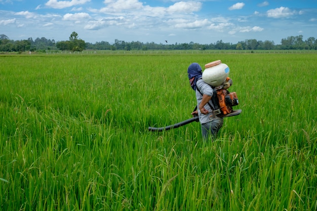 Asiatischer thailändischer Landwirt zu Herbiziden oder chemischen Düngemitteln auf den Feldern