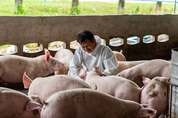 Asiatischer Tierarzt, der das Schwein in der Schweinefarm-, Tier- und Schweinefarmindustrie bearbeitet und überprüft