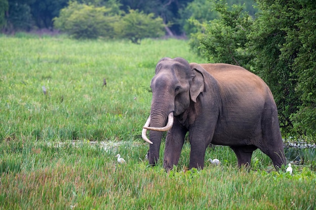 Asiatischer Tusker-Elefant oder Elephas maximus im wilden Dschungel