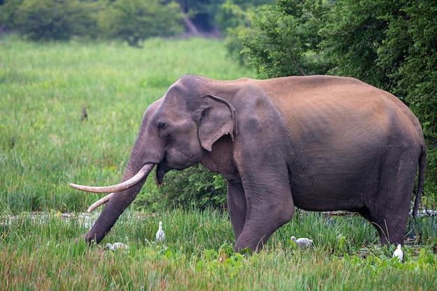 Asiatischer Tusker-Elefant oder Elephas maximus im wilden Dschungel