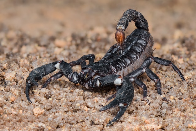 Asiatischer waldskorpion auf sand