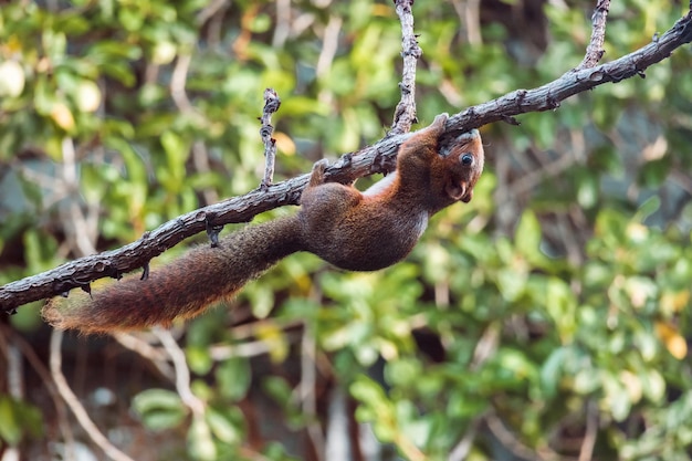 Asiatisches Eichhörnchen auf trockenem Ast