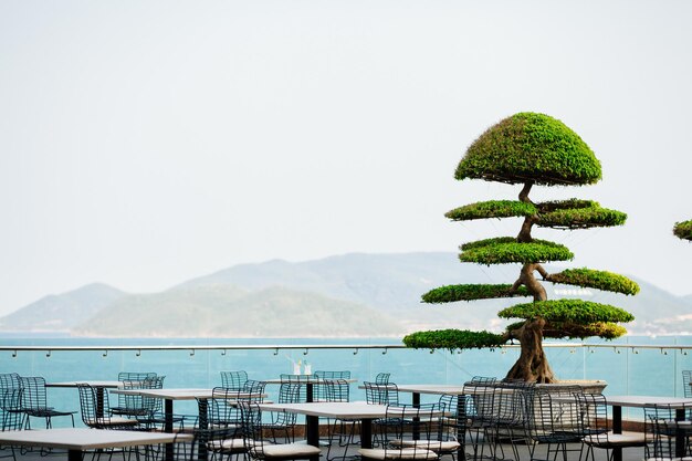 Asiatisches exotisches Café im Freien. Hintergrund der Bonsai-Bäume