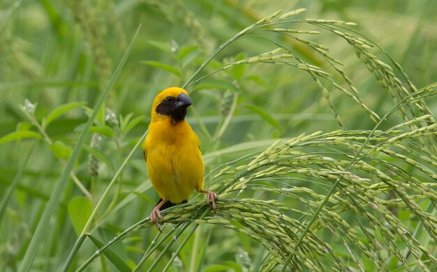 Asiatisches Golden Weaver-Männchen auf dem Reisfeld in Thailand