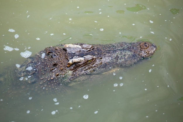 Asiatisches Krokodil im Fluss