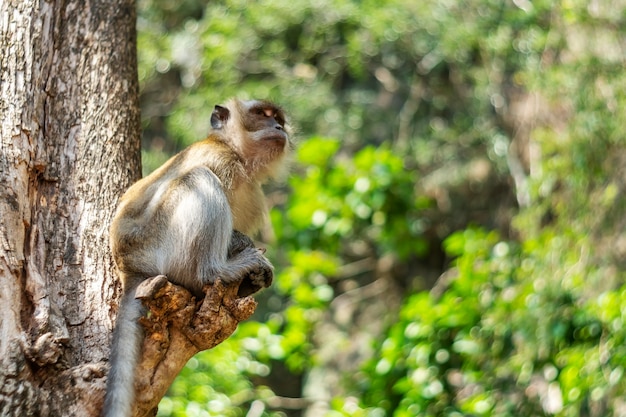 Asien Affen Wildtiere