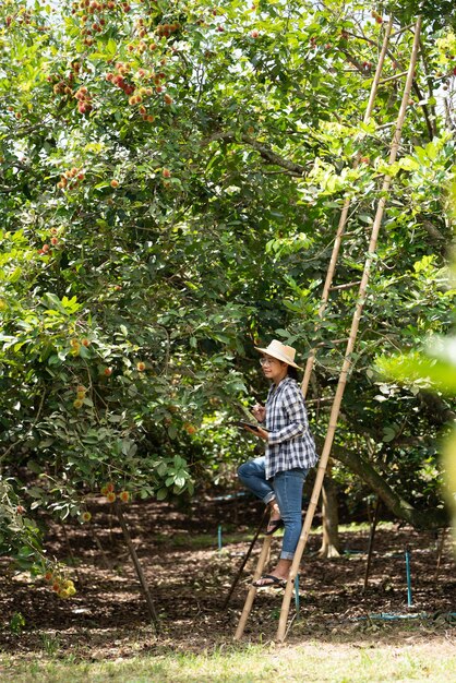 Asien Bäuerin Rambutan-Obst Bauer Überprüfung der Produktqualität Rambutan mit Tablet oder Smartphone Bäuerin mit Rambutan aus ökologischem Landbau Grüner Garten