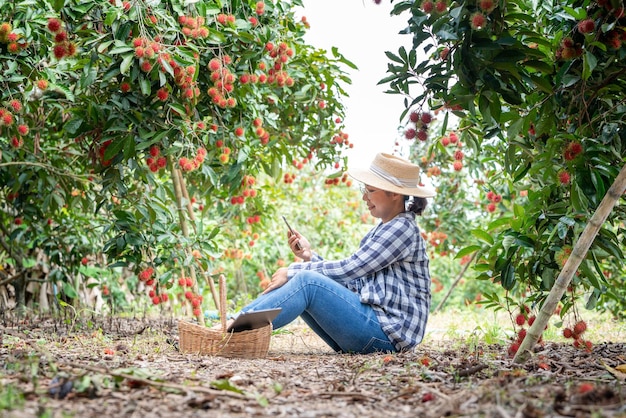 Asien Bäuerin Rambutan-Obst Bauer Überprüfung der Produktqualität Rambutan mit Tablet oder Smartphone Bäuerin mit Rambutan aus ökologischem Landbau Grüner Garten