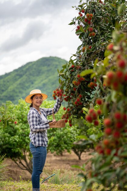 Asien Bäuerin Rambutan-Obst Bauer Überprüfung der Produktqualität Rambutan mit Tablet oder Smartphone Bäuerin mit Rambutan aus ökologischem Landbau Grüner Garten