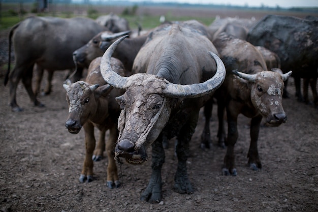 Foto asien-büffel im bauernhof