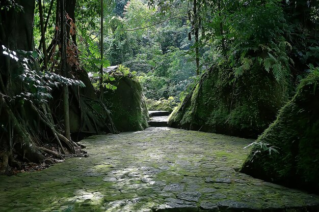 Asien-Dschungelwald, abstrakter unscharfer Waldhintergrund