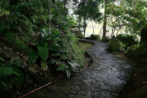 Asien-Dschungelwald, abstrakter verschwommener Waldhintergrund