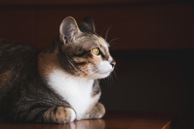 Asien kurzes Haar Tabby Katze wegsehen