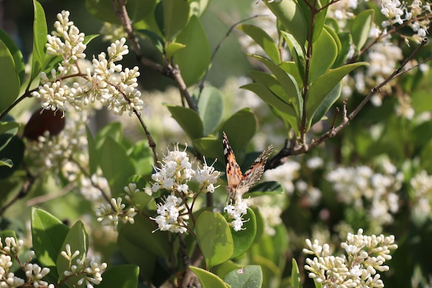 Foto asiento de mariposa sobre flores en el árbol verde