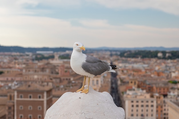 Asientos de gaviota mediterránea en el techo de Vittoriano en Roma, Italia. Fondo de verano con día soleado y cielo azul