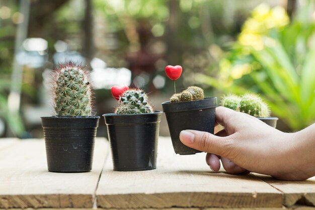 Asimiento de la mano, cactus, pote, en, tabla, madera