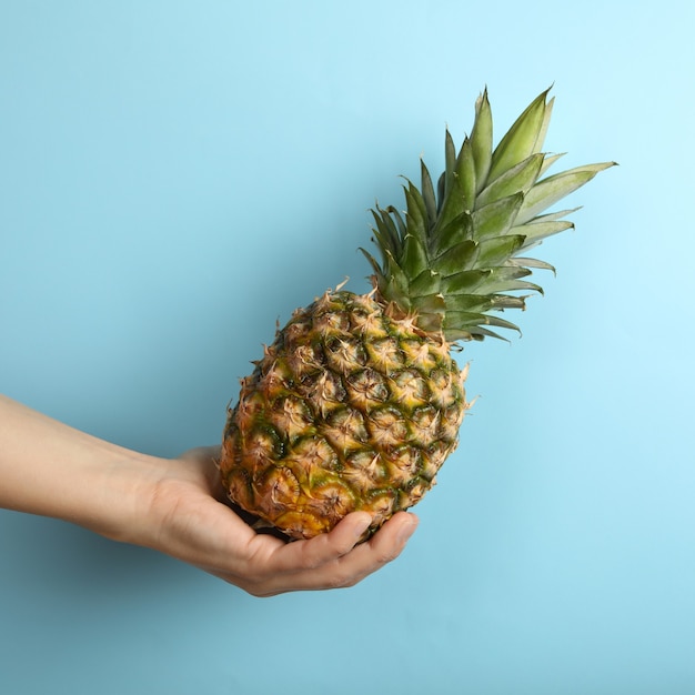 Asimiento de la mano femenina piña madura sobre fondo azul.