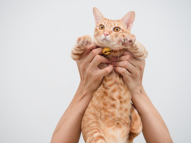 Asimiento de la mano el gatito lindo gato color naranja sobre fondo blanco