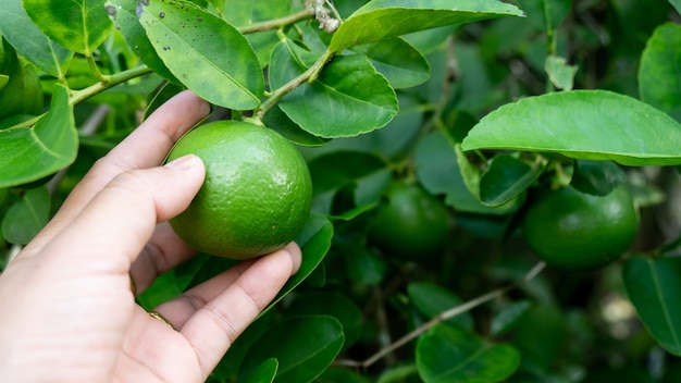 Asimiento de la mano de limón verde