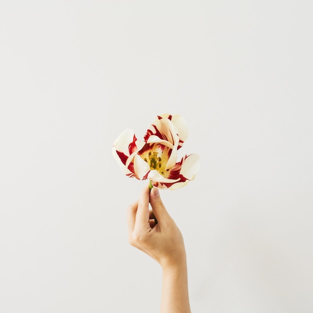 Foto asimiento de la mano de mujer flor de tulipán en blanco