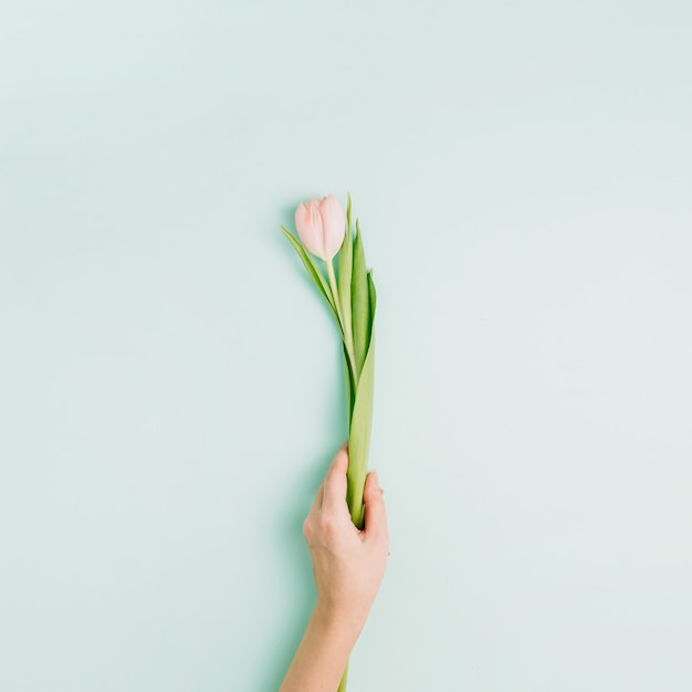 Asimiento de la mano de la mujer flor de tulipán rosa sobre fondo azul. Endecha plana, vista superior