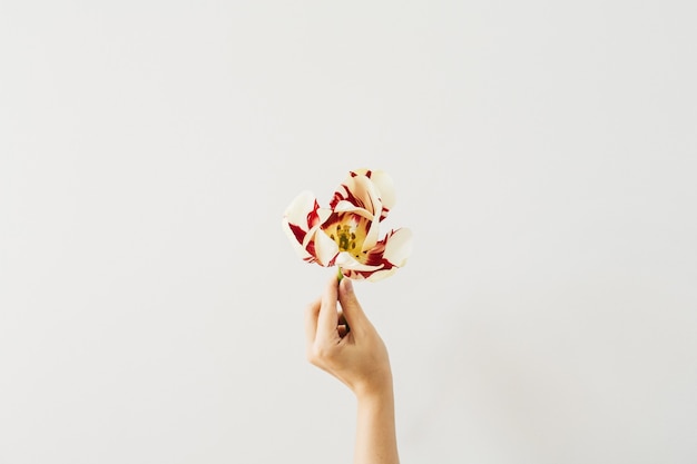 Foto asimiento de la mano de mujer flor de tulipán sobre superficie blanca