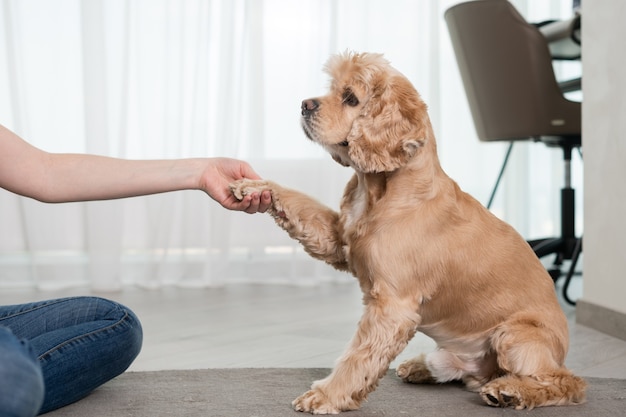 Foto asimiento de la mano de mujer pata de perro obediente en el interior