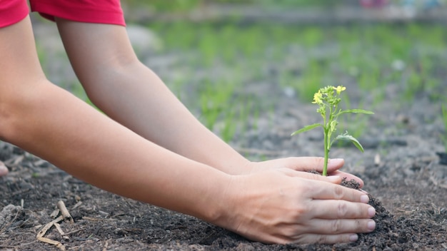 Asimiento de la mano plantar un árbol en el suelo del jardín