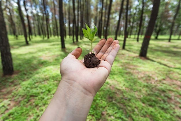 Foto asimiento de la mano una semilla en el bosque