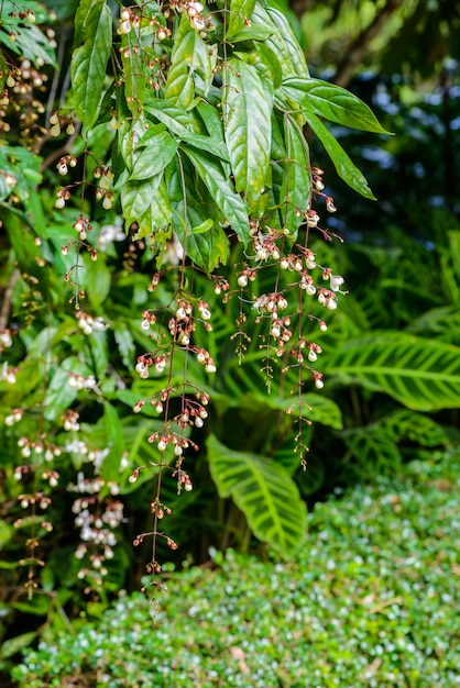 Foto asintiendo a clerodendron (clerodendrum wallichii)