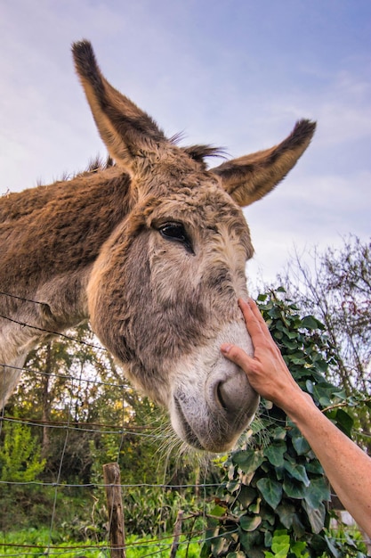 Uma Mão Com Cartas De Jogar Foto de Stock - Imagem de burro