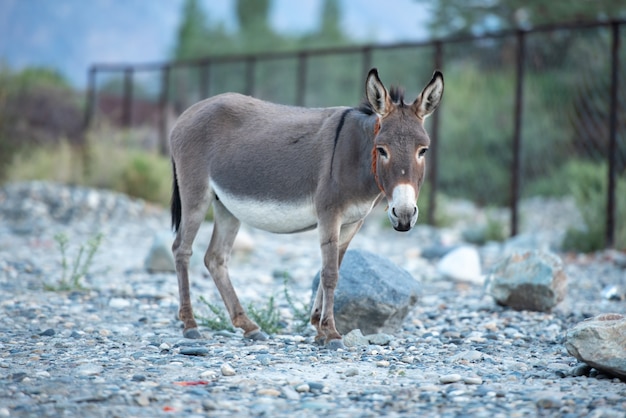 Asno pequeno bonito na paisagem do vale de nubra, leh, distrito de ladakh, índia.