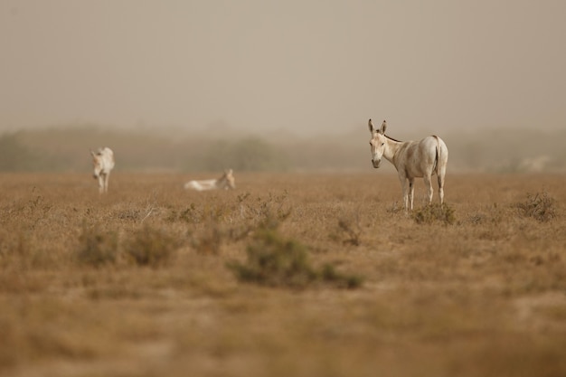 asnos salvajes en el desierto