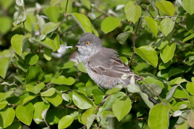 Foto asombrosa curruca barrada curruca nisoria