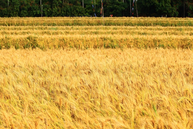asombroso paisaje de tierras de cultivo de trigo dorado en un día soleado