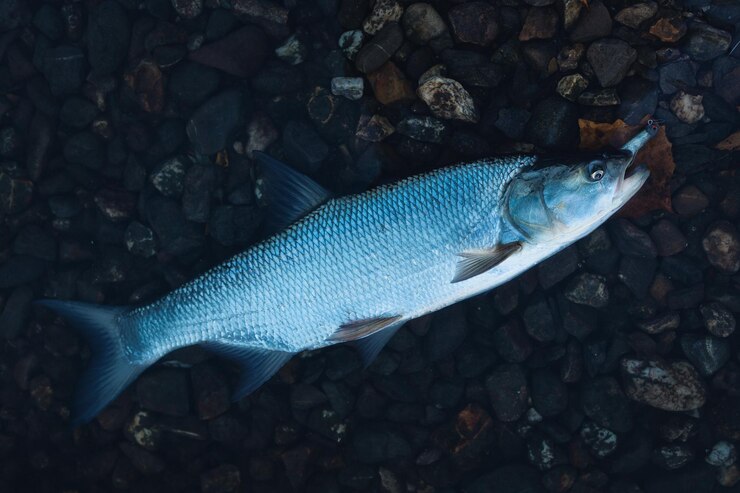 Foto aspe rapfen fisch
